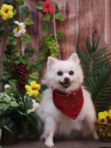 20230825キナコちゃん